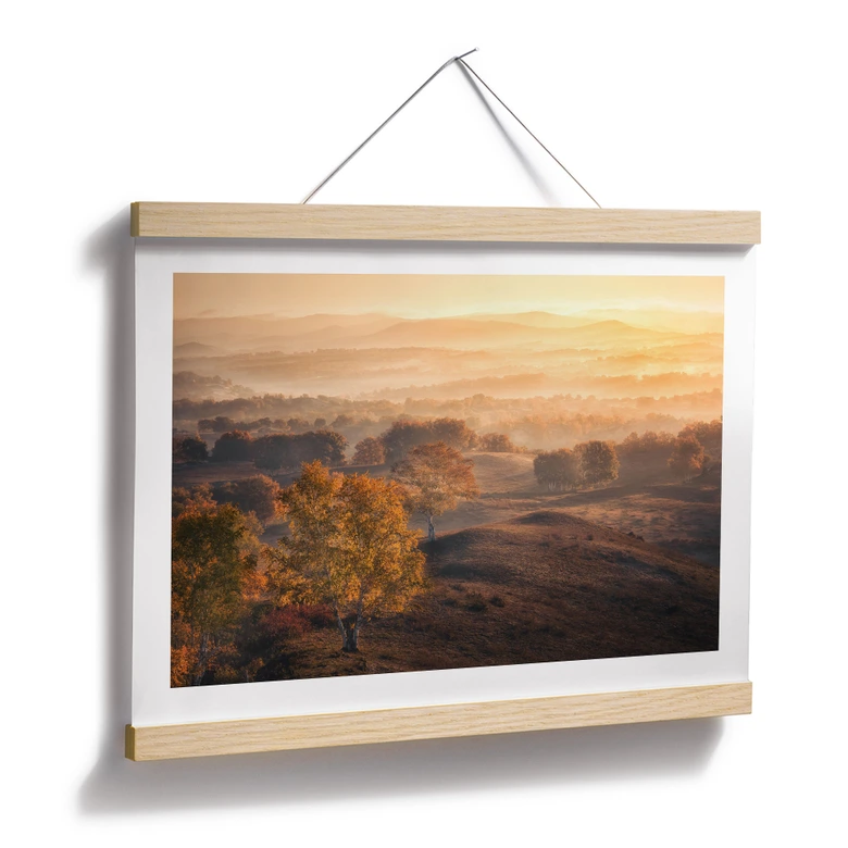 Póster Abedules en el rocío dorado de la mañana - Cui 