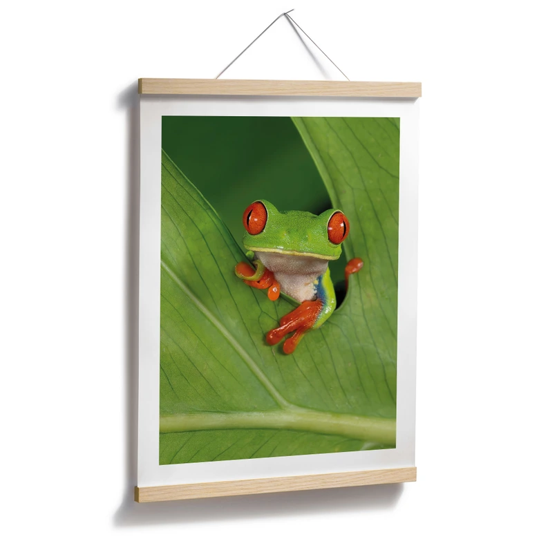 Poster Laubfrosch im Regenwald - van Duijn 