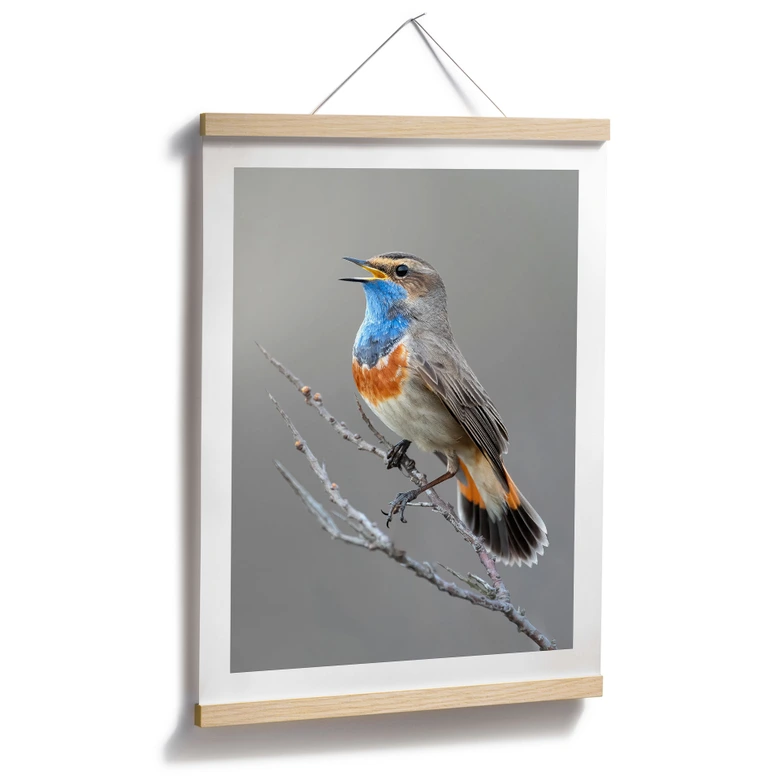 Poster Singendes Blaukehlchen - van Duijn 