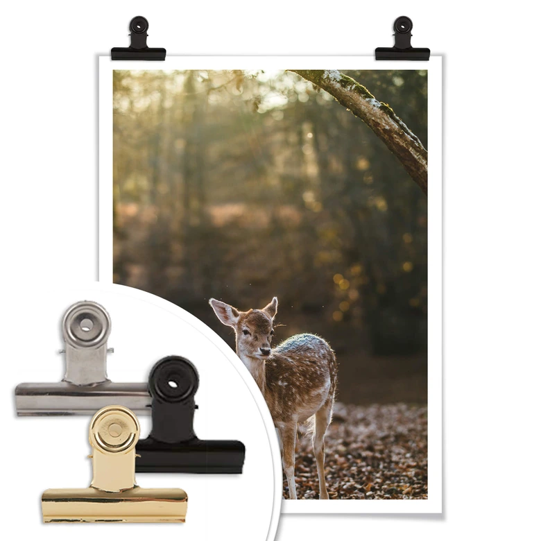 Poster Fawn 