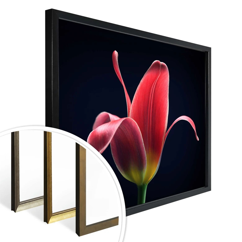 Poster Grønkjær - First Tulip 