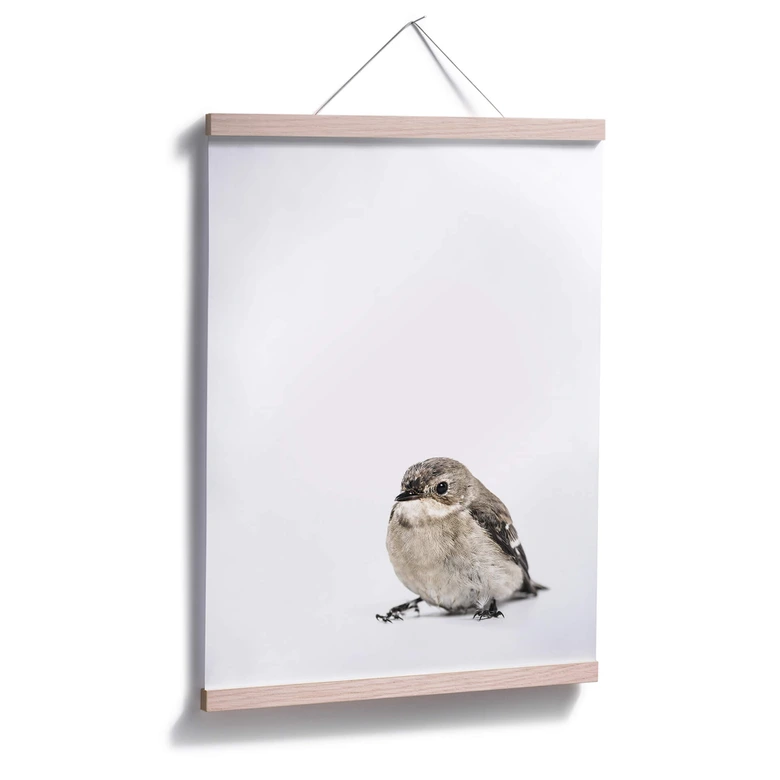 Poster Kleiner Spatz 