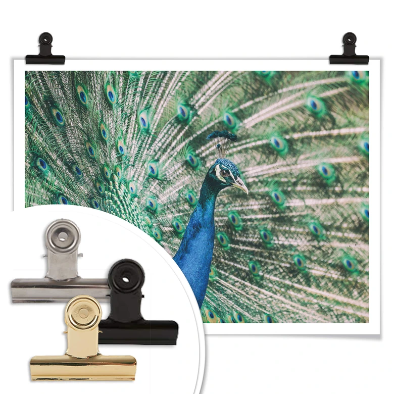 Poster Peacock 