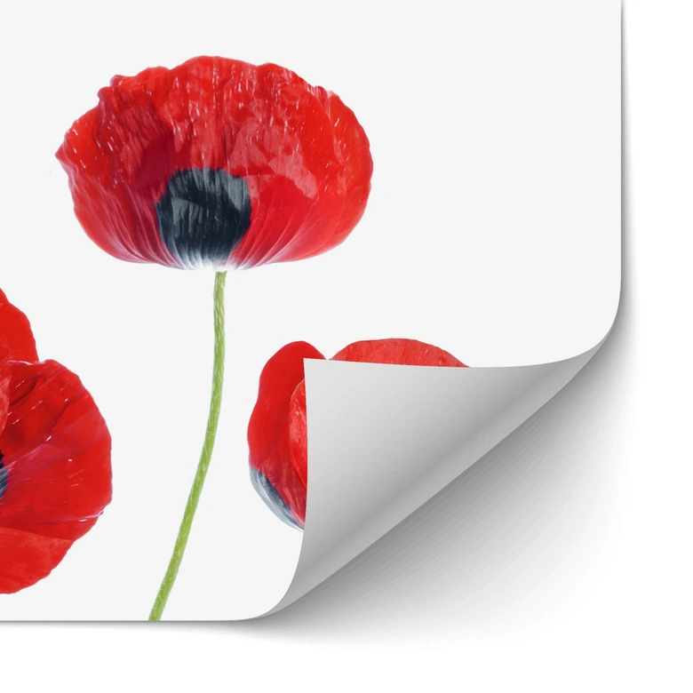 Selbstklebende Küchenrückwand Disher - Mohnblumen 