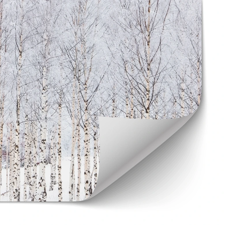 Selbstklebende Küchenrückwand Birkenwald im Winter - EMELIEmaria 
