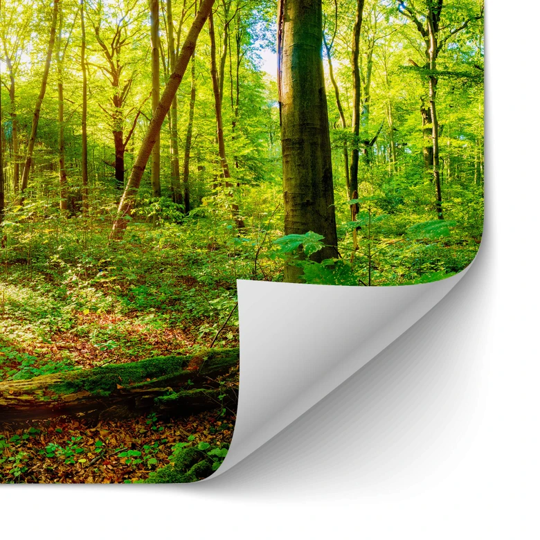 Självhäftande Stänkpanel Djupt inne i skogen 