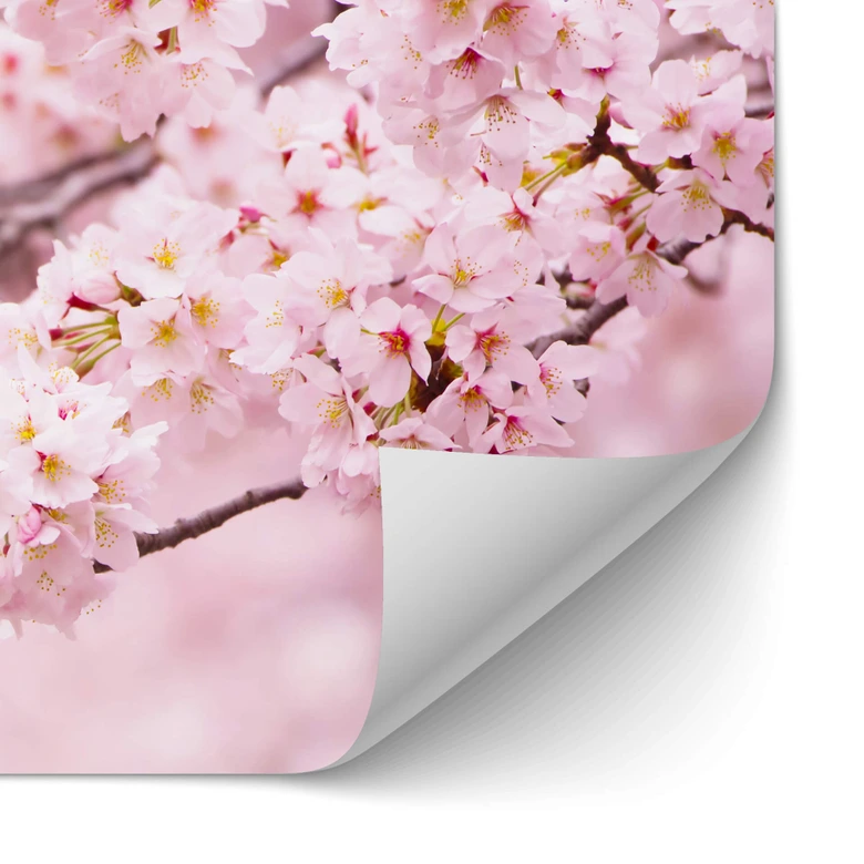 Självhäftande stänkpanel Delikata körsbärsblommor 