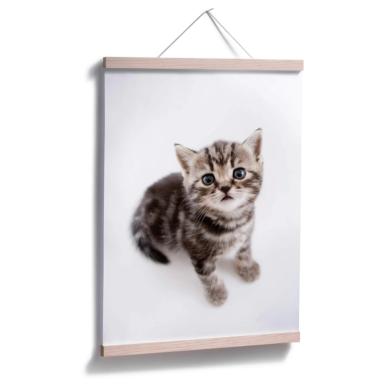 Poster Kitten 03 