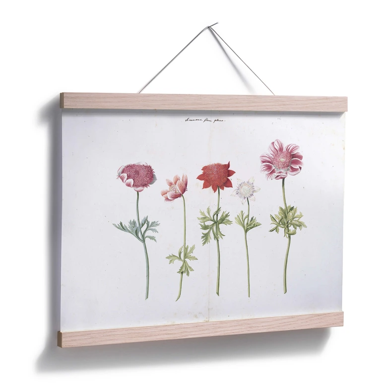 Poster Anemoner 