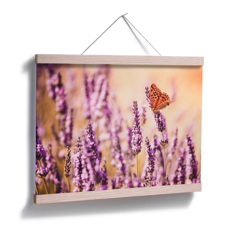 Poster Colombo - Der Schmetterling im Lavendel 