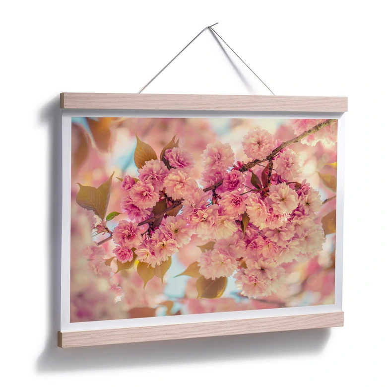 Poster Delgado - Körsbärsblommor 