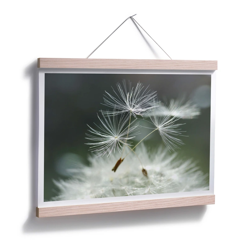 Póster Delgado - Variedad de diente de león 