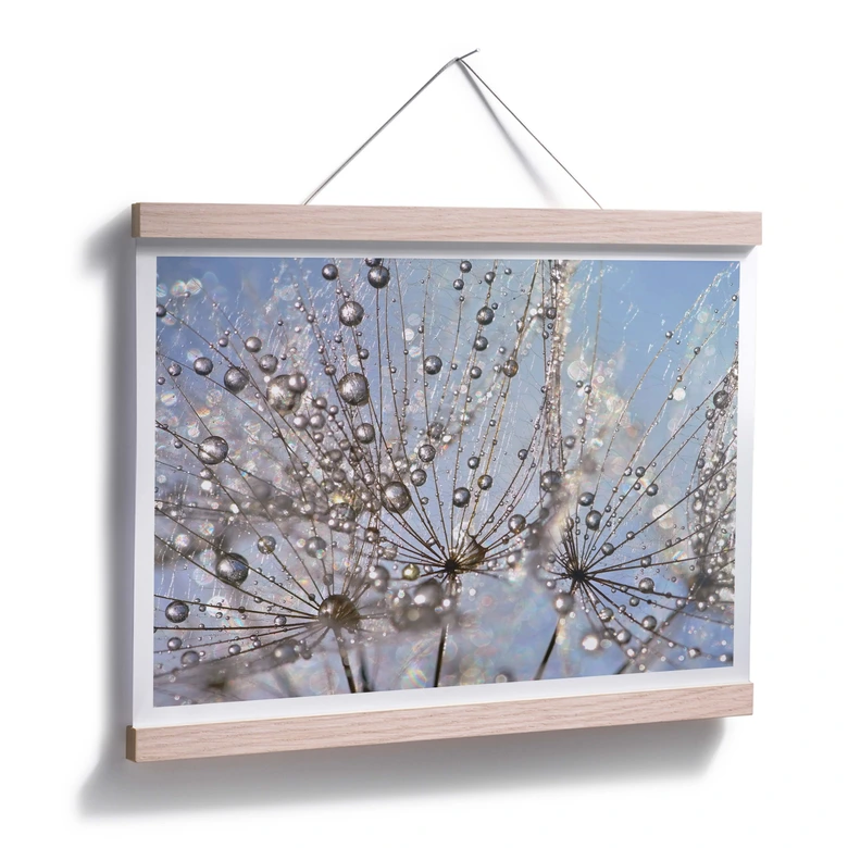 Poster Delgado - Wassertropfen in der Pusteblume 
