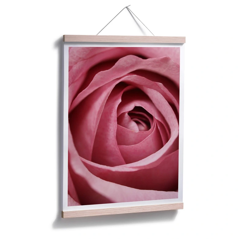 Poster Die rosa Rose 