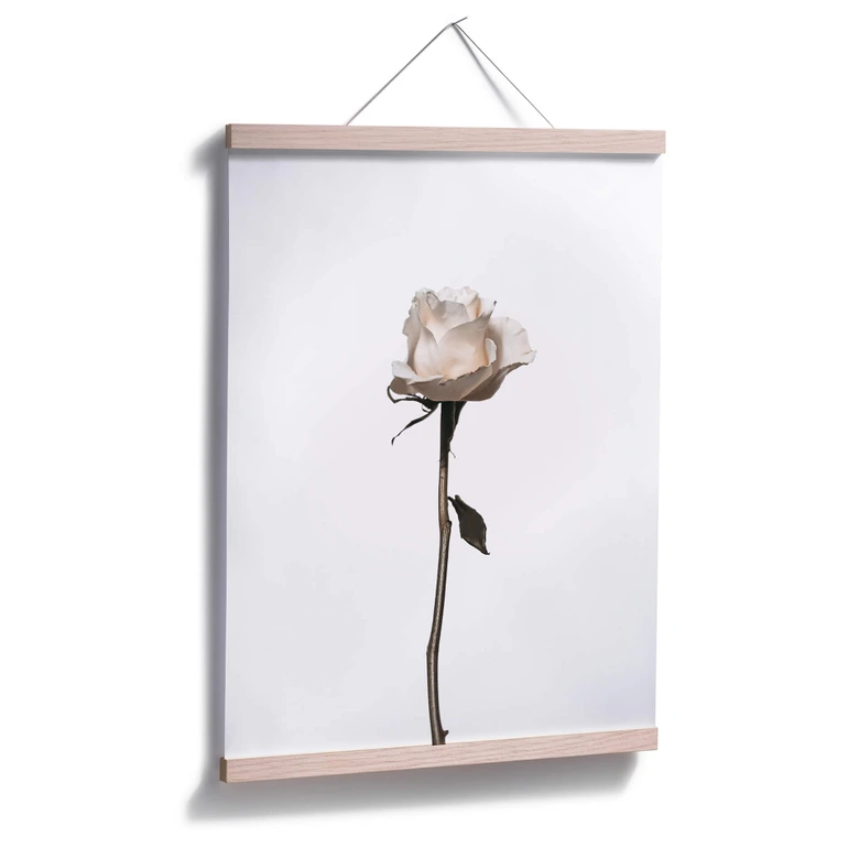 Poster Die weiße Rose 