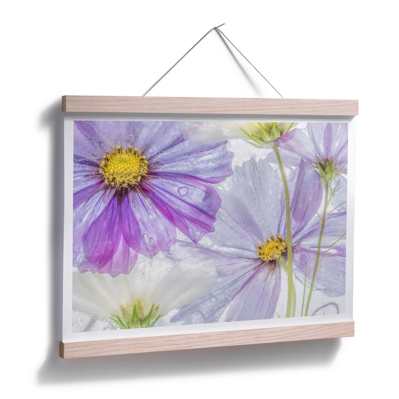 Poster Disher - Frozen Flowers 