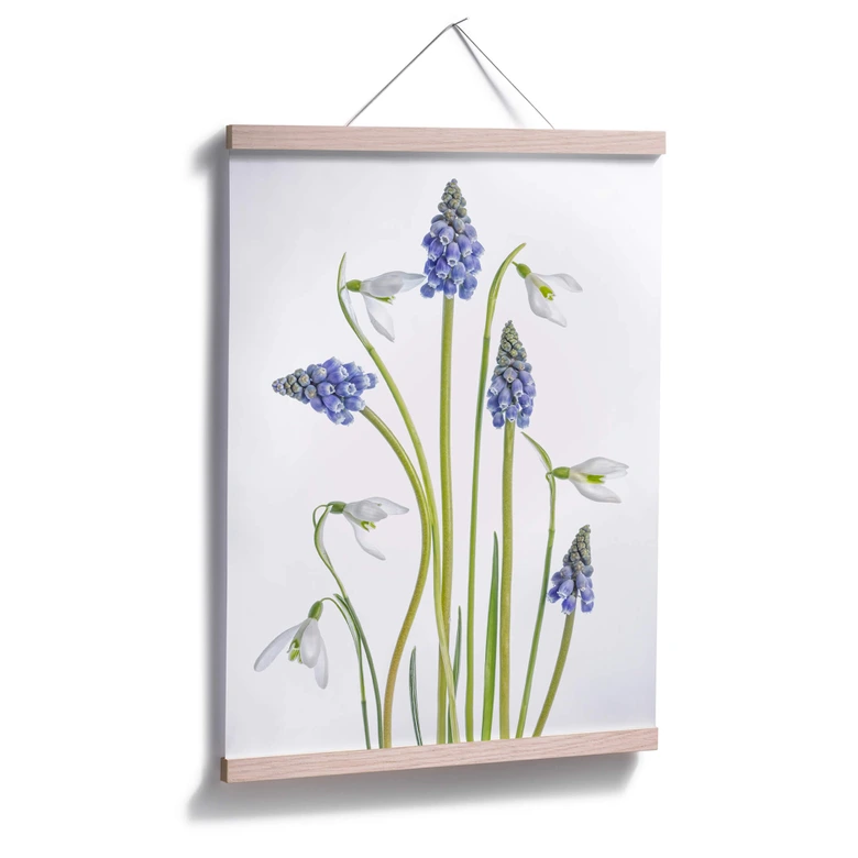Poster Disher - Frühjahrsblüher 