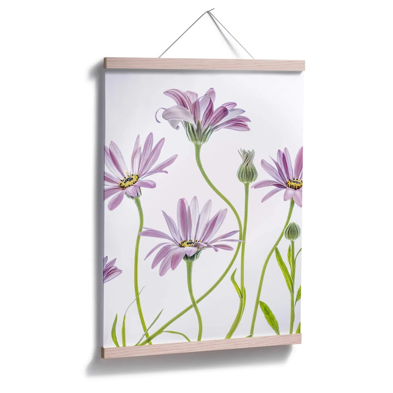 Poster Disher - Gänseblümchen 