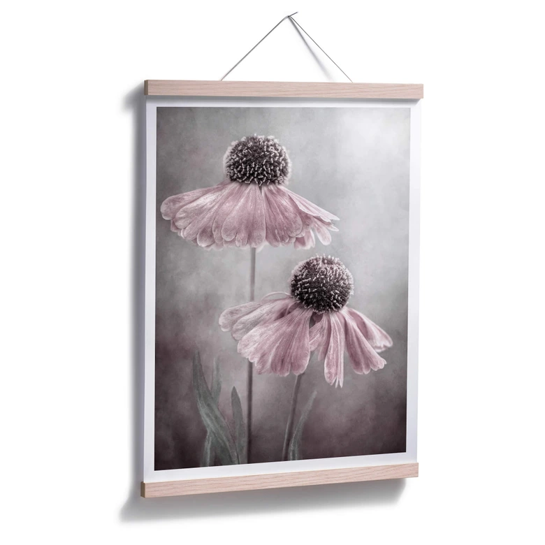 Poster Disher - Rosa Duett 