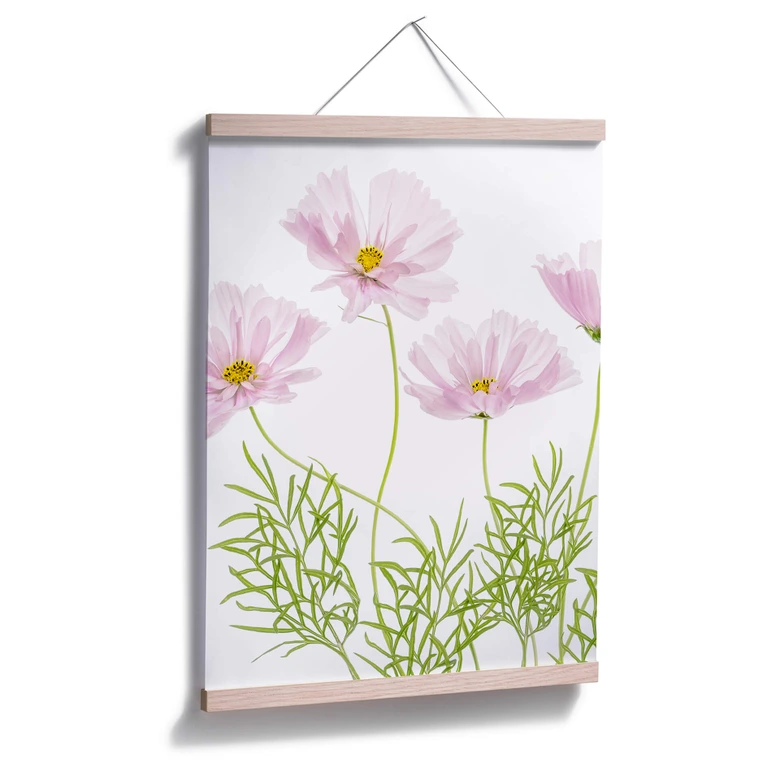 Poster Disher - Sommerblume 