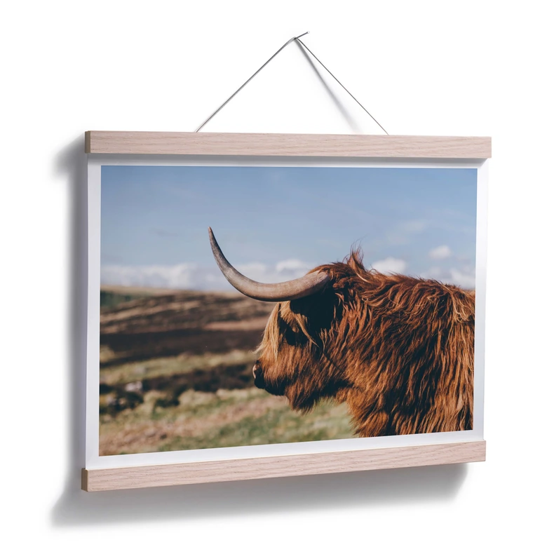 Poster - Highland Cow 02 