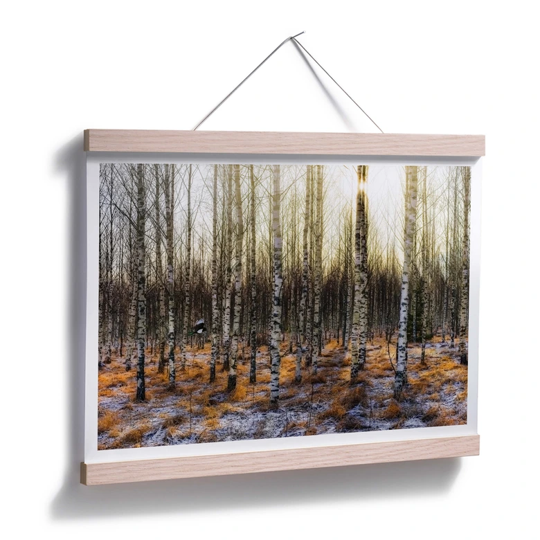 Poster Olsen - Sonnenschein im Birkenwald 