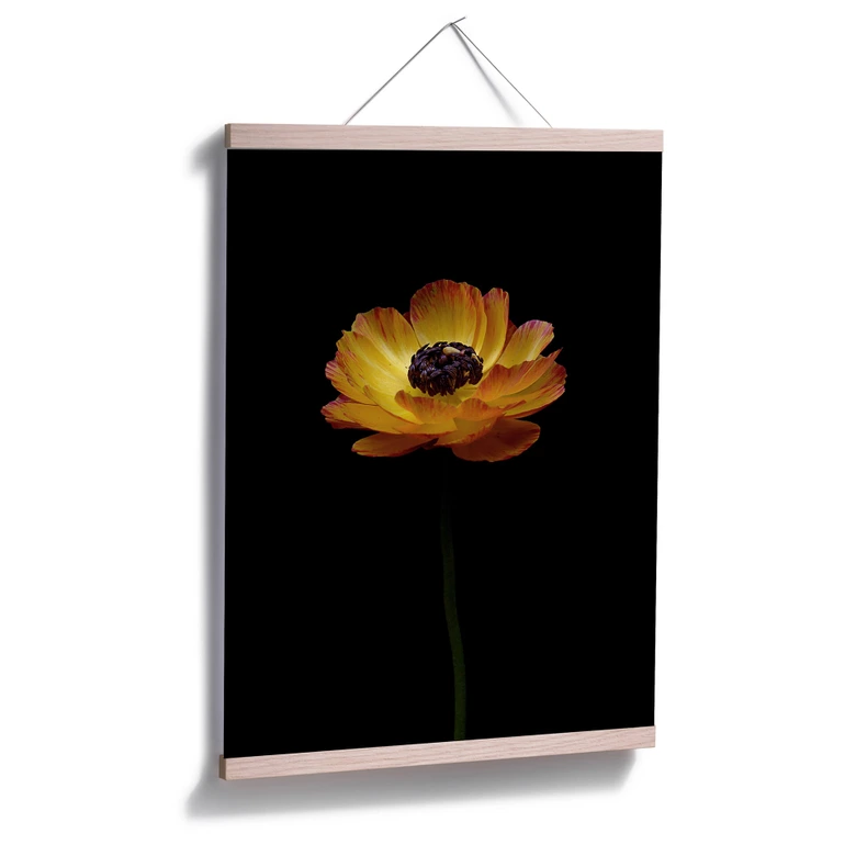 Poster Die gelbe Ranunkel 