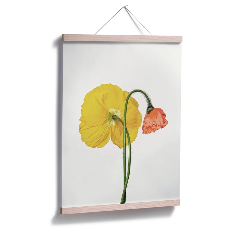 Poster Die rote und gelbe Blüte 