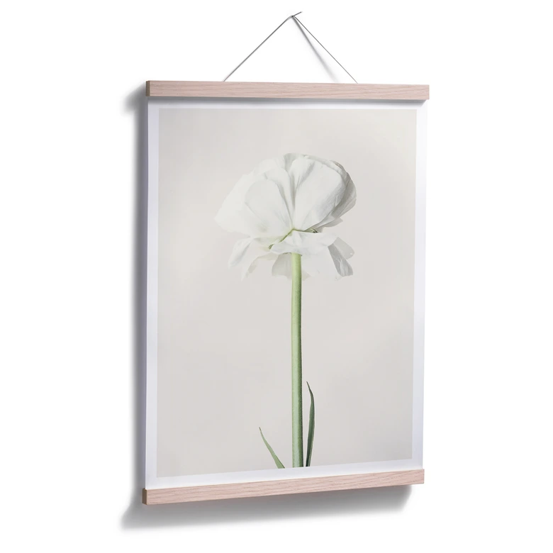 Plakat - Ranunkel 03 