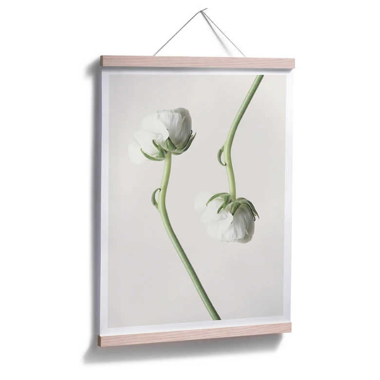 Poster Ranunkel 04 
