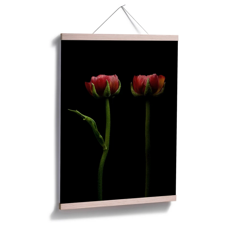 Plakat - To røde ranunkler 