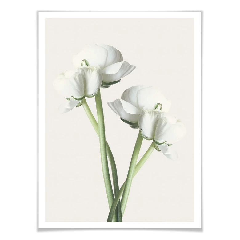 Assortiment affiches avec cadres - Renoncules 