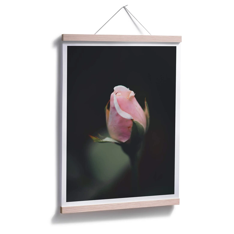 Poster Rosa Blüte einer Rose 