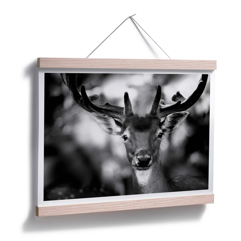 Poster Sandra - Jeune cerf 