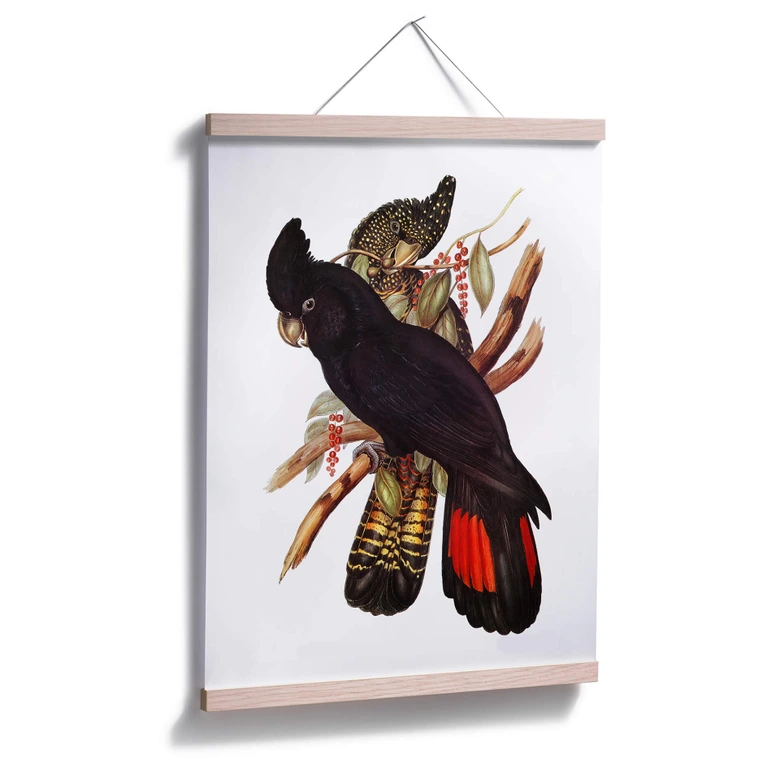 Plakat z czarnym kakadu 