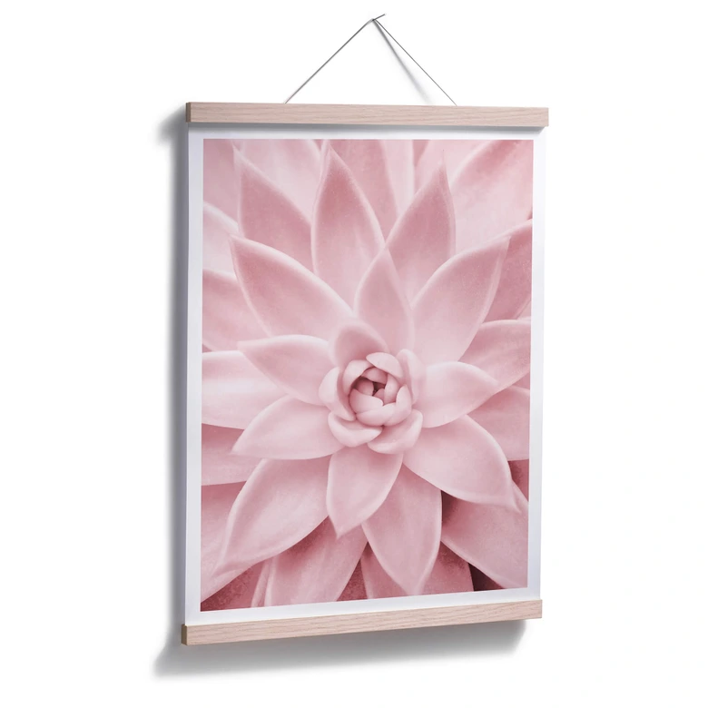 Poster Sisi & Seb - Rosa Sukkulente 