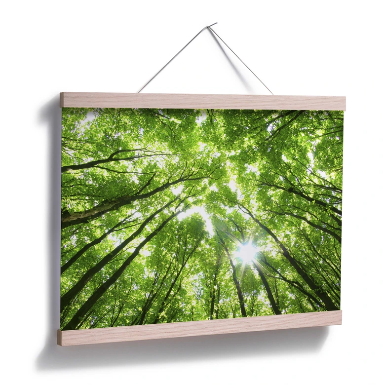 Poster Sunny Forest 2 