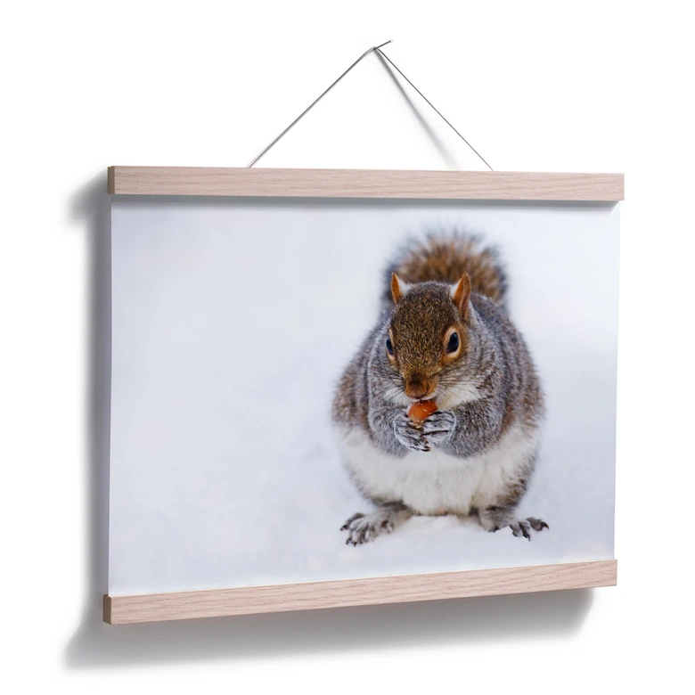 Poster - Eichhörnchen 04 