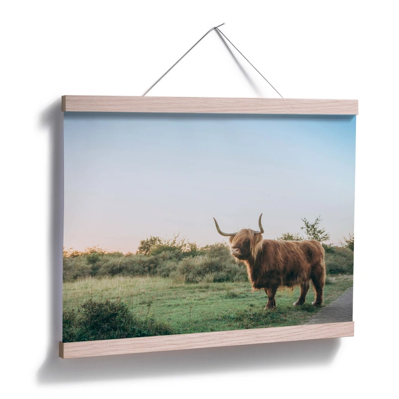 Póster Vaca de las Tierras Altas 01 