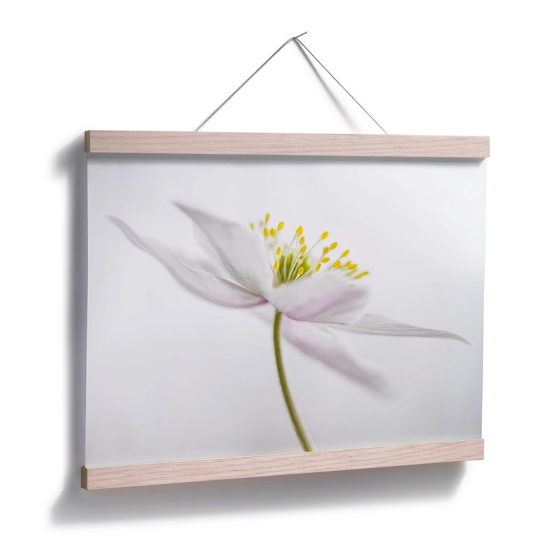 Poster Disher - Nemorosa 