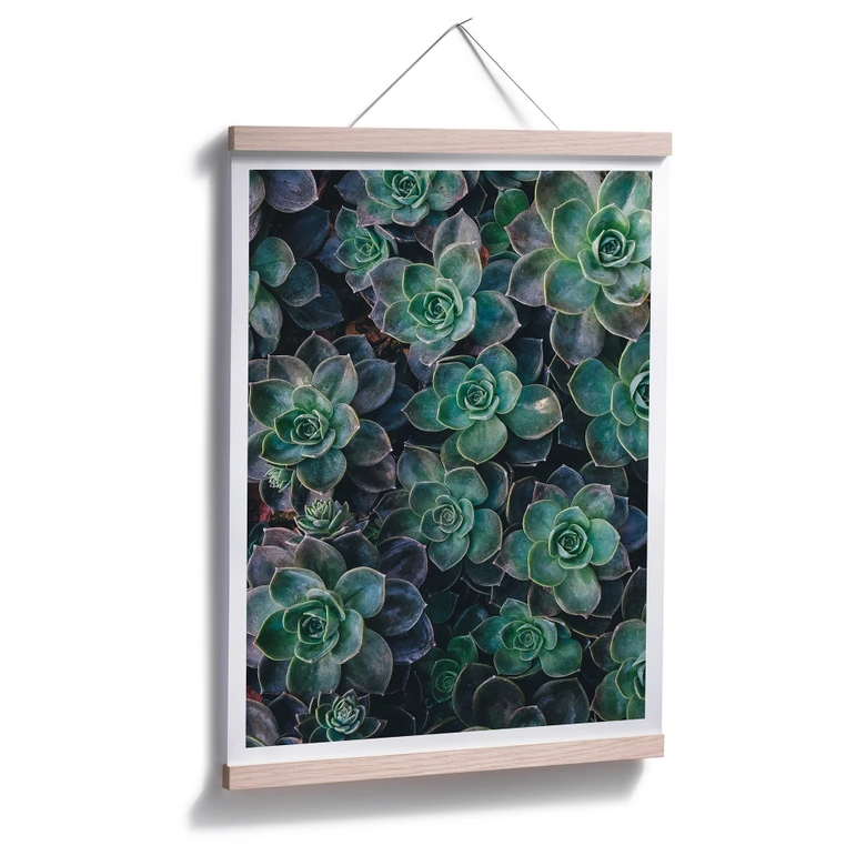 Poster Succulents 