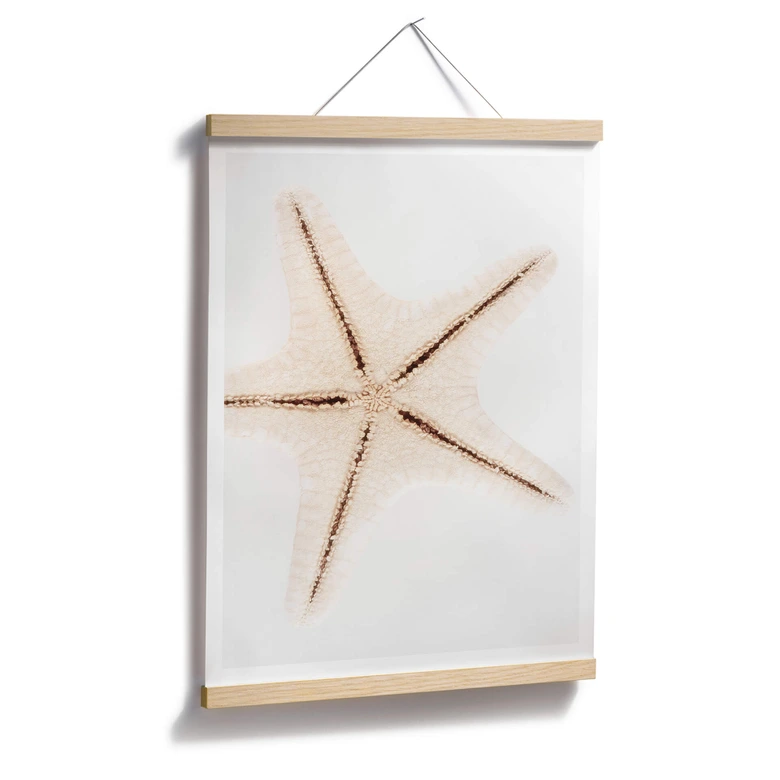 Poster Hugonnard - Weißer Seestern 
