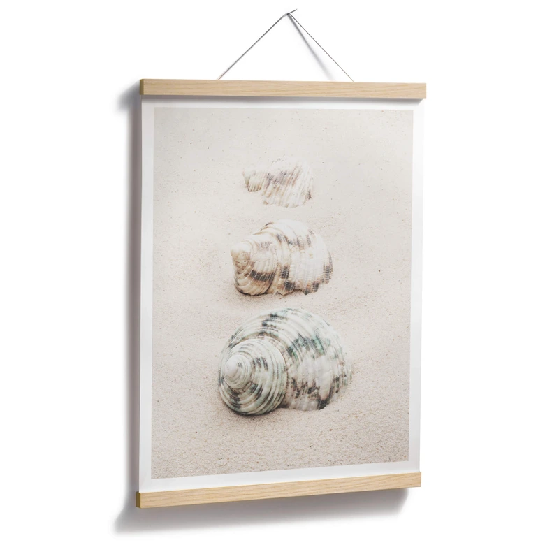 Poster 1X Studio - Meeresschnecken 