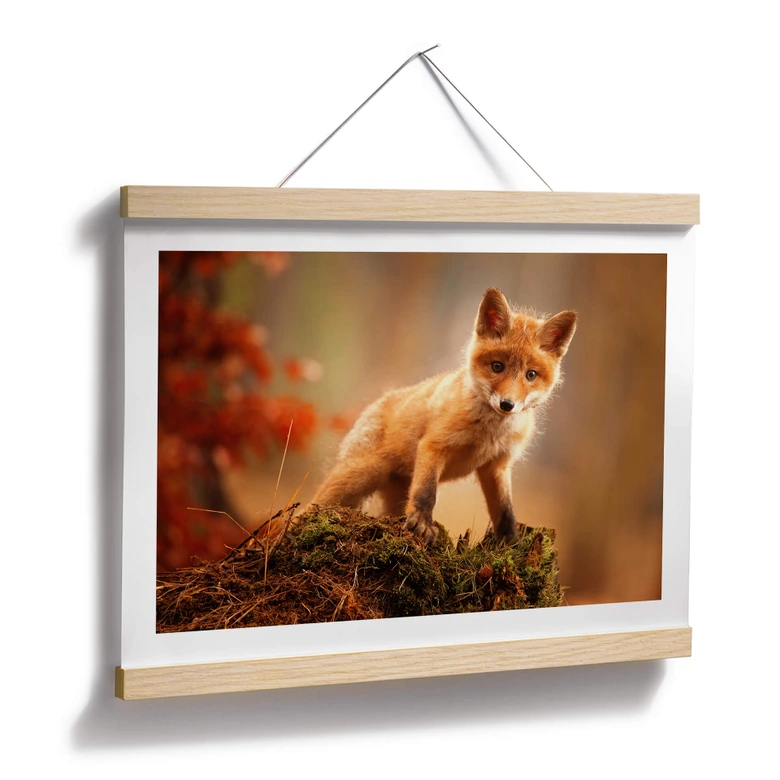 Poster Adamec - Junger Fuchs im Wald 
