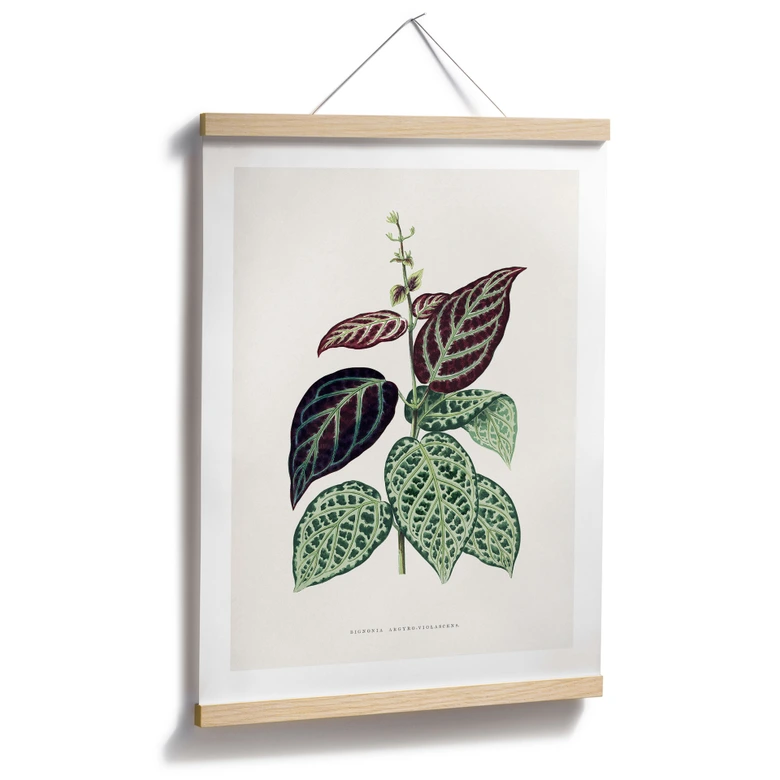 Poster Blatt Illustration - Bignonia Argyro Violacea 