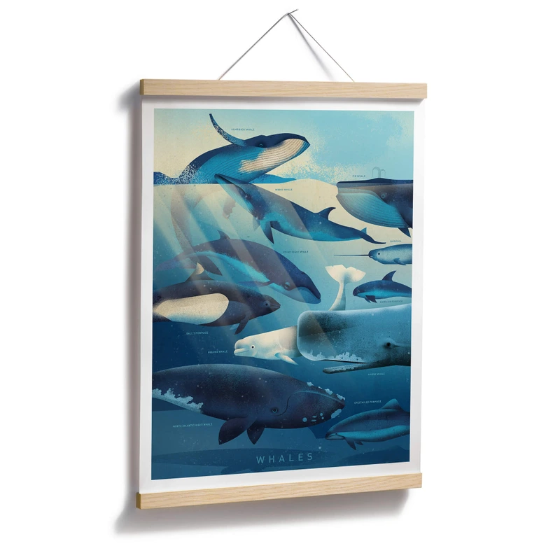 Poster Braun - Whales 