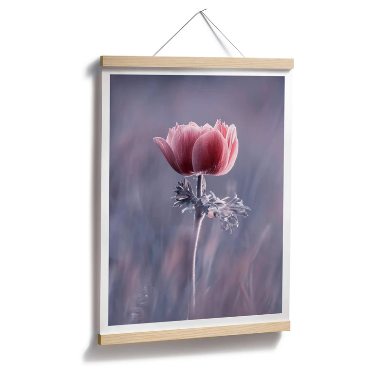 Plakat Bravin - Czerwony kwiat 