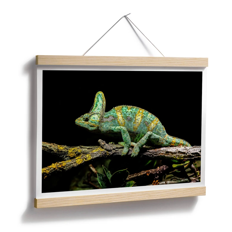 Poster Brown - Chamäleon 