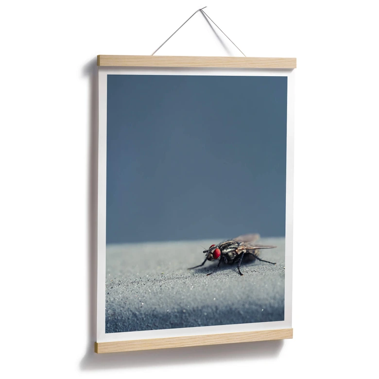 Poster Brown - Hausfliege auf Blau 