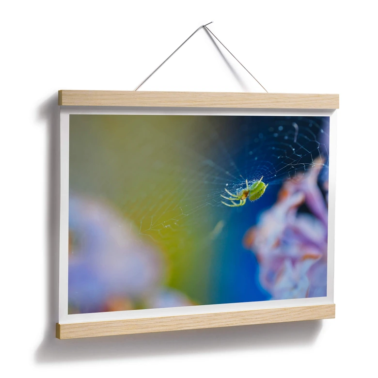 Poster Brown - Niedliche Spinne 